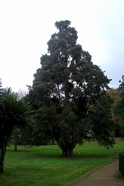 caserta il cedro.jpg
